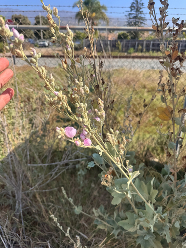 iNaturalist observation photo of Ojai bushmallow