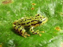 Pristimantis ornatissimus