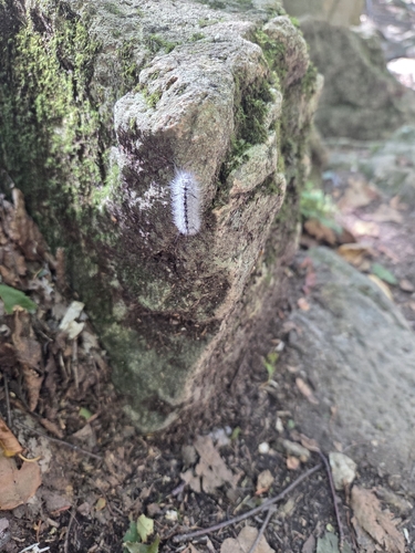 Hickory Tussock Moth