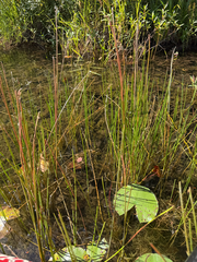 Eleocharis palustris