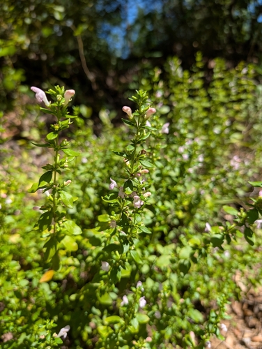 Georgia calamint