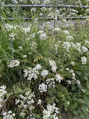 Anthriscus sylvestris