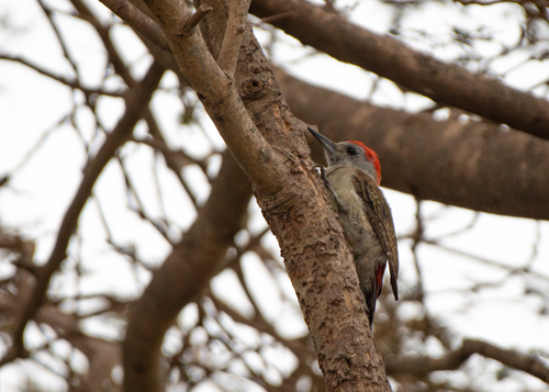iNaturalist image