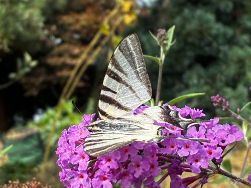 Scarce Swallowtail