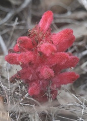 Hyobanche sanguinea, photograph (c) Cricket Raspet, some rights reserved (CC BY)