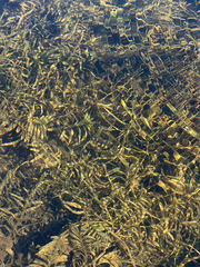 (c) naturalist charlie, some rights reserved (CC BY) Potamogeton robbinsii, photograph (c) naturalist charlie, some rights reserved (CC BY)