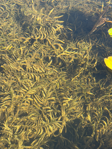 Potamogeton robbinsii, photograph 3