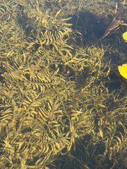 (c) naturalist charlie, some rights reserved (CC BY) Potamogeton robbinsii, photograph (c) naturalist charlie, some rights reserved (CC BY)
