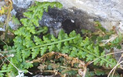 Asplenium fontanum, photograph (c) Bastien Le Mort, some rights reserved (CC BY)