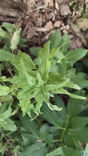 Parietaria pensylvanica, photograph 2