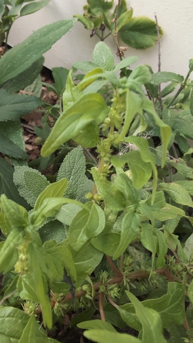 Parietaria pensylvanica, photograph 3
