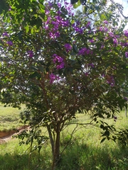 Pleroma candolleanum