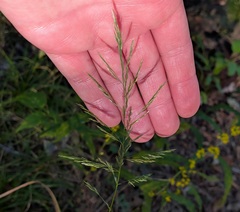 Cinna arundinacea