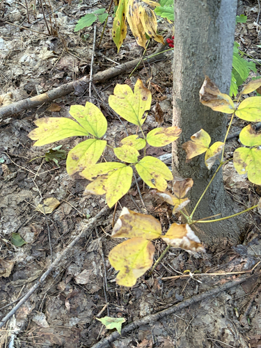 Caulophyllum thalictroides, photograph 4