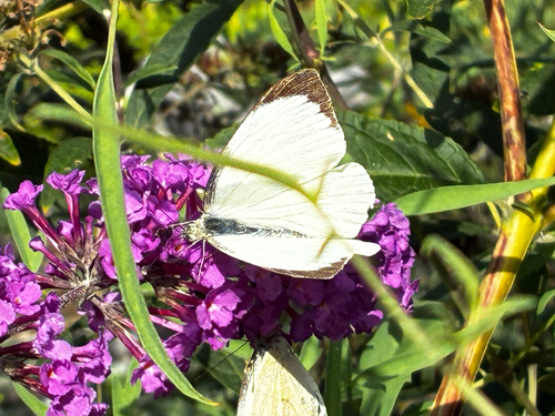 Large White