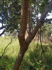 Pleroma candolleanum