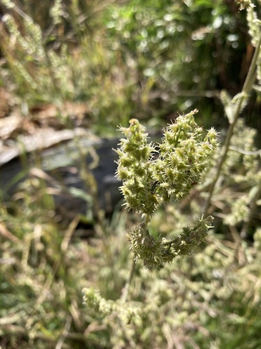 Hackelia floribunda observed 2026-08-16