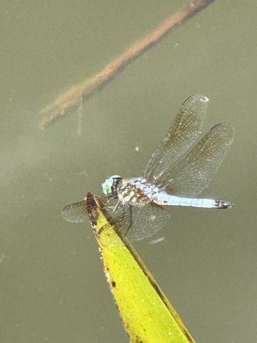 Blue Dasher