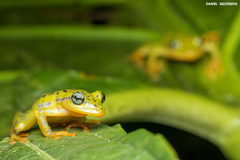 Pristimantis ornatissimus