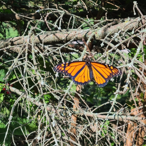 Monarch