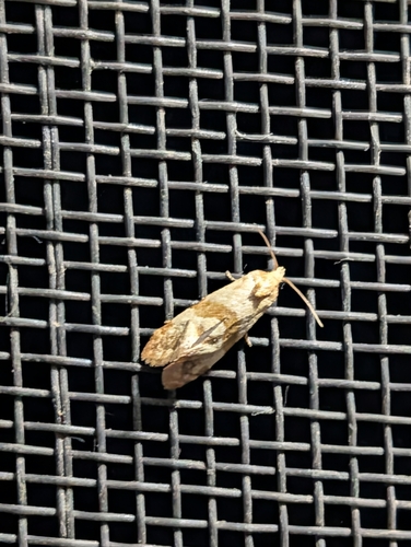 Phalonidia contractana