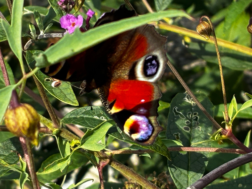European Peacock Butterfly