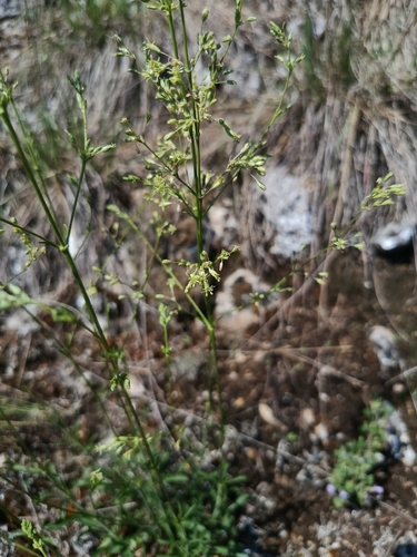 Silene otites, photograph 1