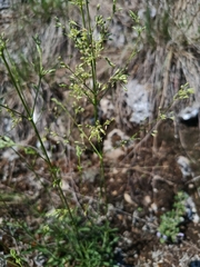 Silene otites, photograph (c) Vladimír Fuka, some rights reserved (CC BY)