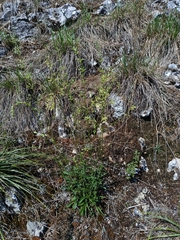 Silene otites, photograph (c) Vladimír Fuka, some rights reserved (CC BY)