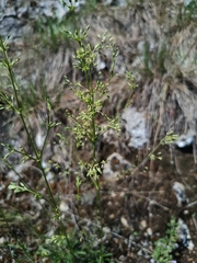 Silene otites, photograph (c) Vladimír Fuka, some rights reserved (CC BY)