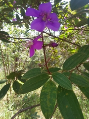 Pleroma candolleanum