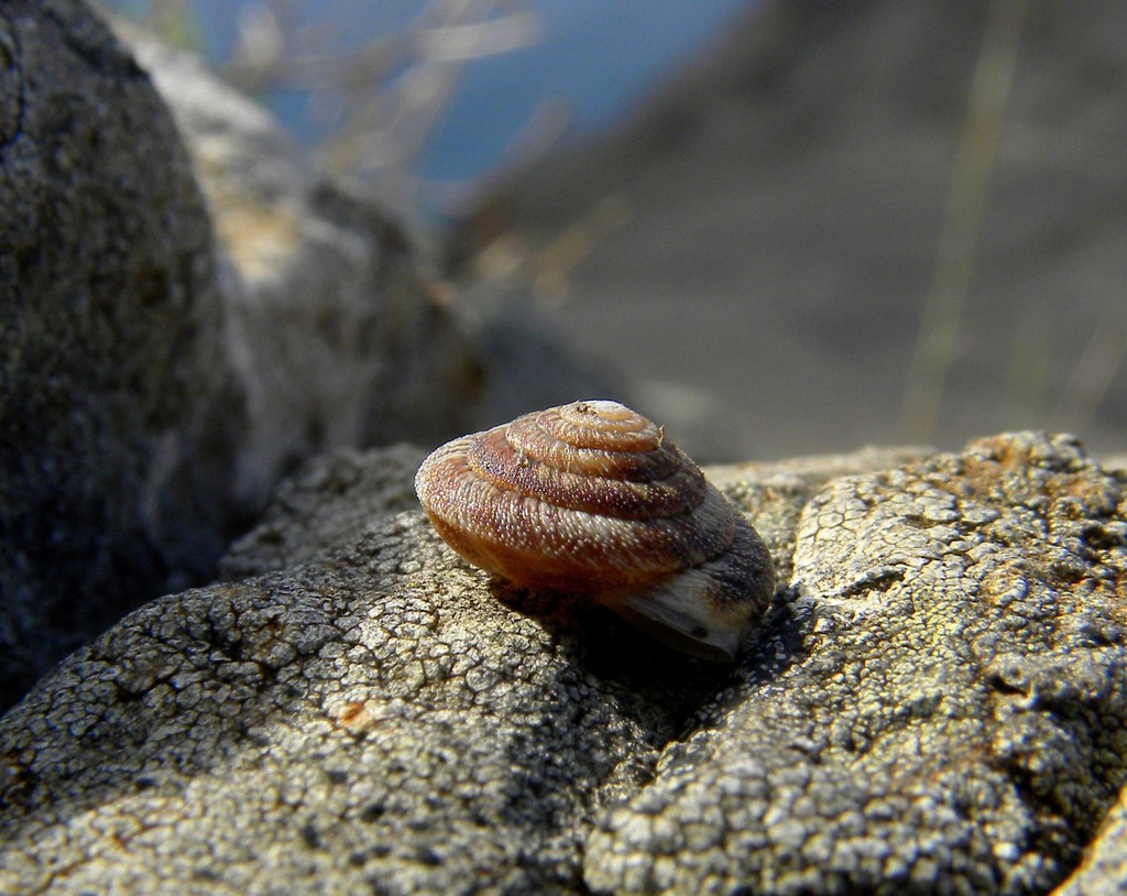 Discula polymorpha