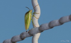 Piezodorus guildinii