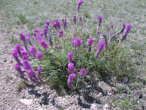 Gmelin's sweetvetch