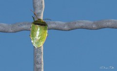 Piezodorus guildinii
