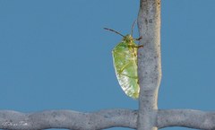 Piezodorus guildinii