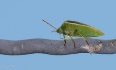 Piezodorus guildinii