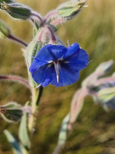Trichodesma zeylanicum, photograph 3