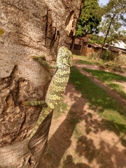 Chamaeleo gracilis