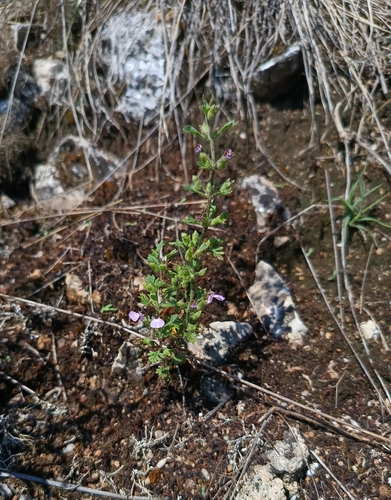 Teucrium botrys, photograph 1