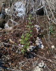 Teucrium botrys, photograph (c) Vladimír Fuka, some rights reserved (CC BY)