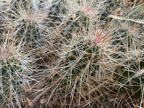 strawberry hedgehog cactus