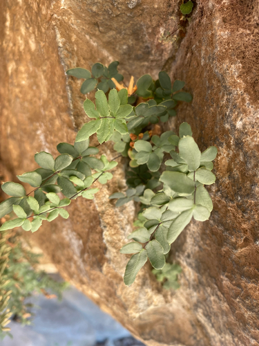 Wright's cliffbrake