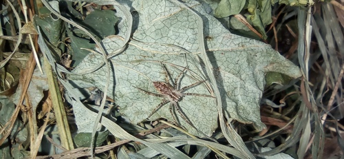 European Nursery Web spider