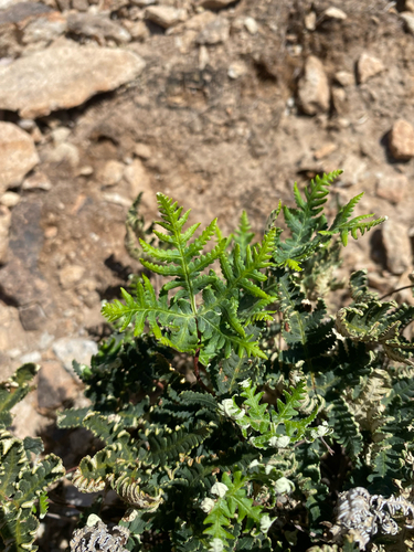 star cloak fern