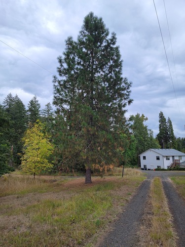 Western Ponderosa Pine