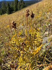 Pedicularis bracteosa, photograph (c) Caleb Catto, some rights reserved (CC BY)