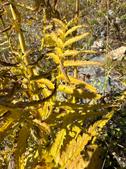 Pedicularis bracteosa, photograph (c) Caleb Catto, some rights reserved (CC BY)