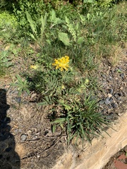 Anthyllis vulneraria