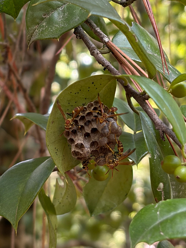 Mexican Paper Wasp